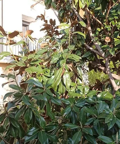 Les Du Magnolia * Canet (Herault)