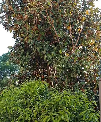 Les Du Magnolia *